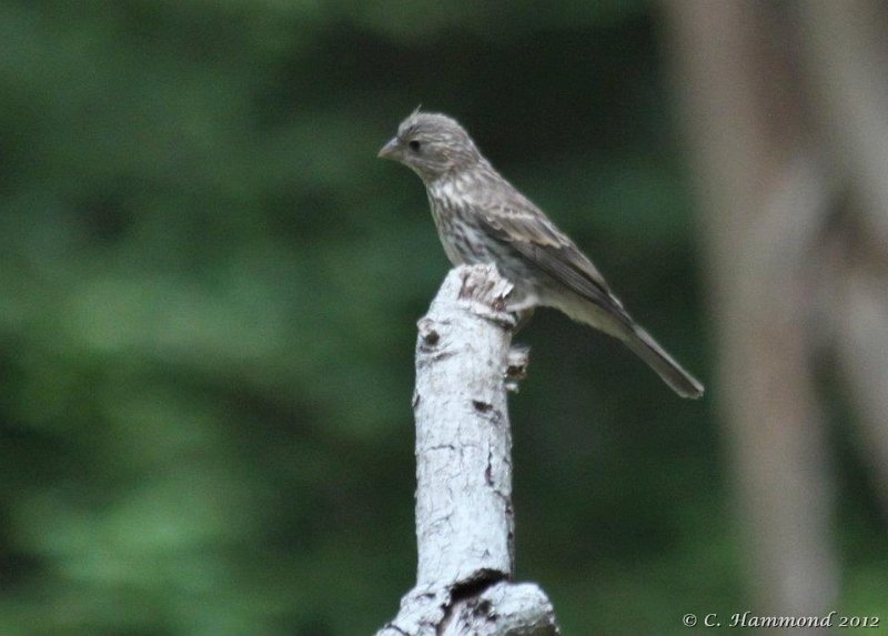 Female House Finch.jpg